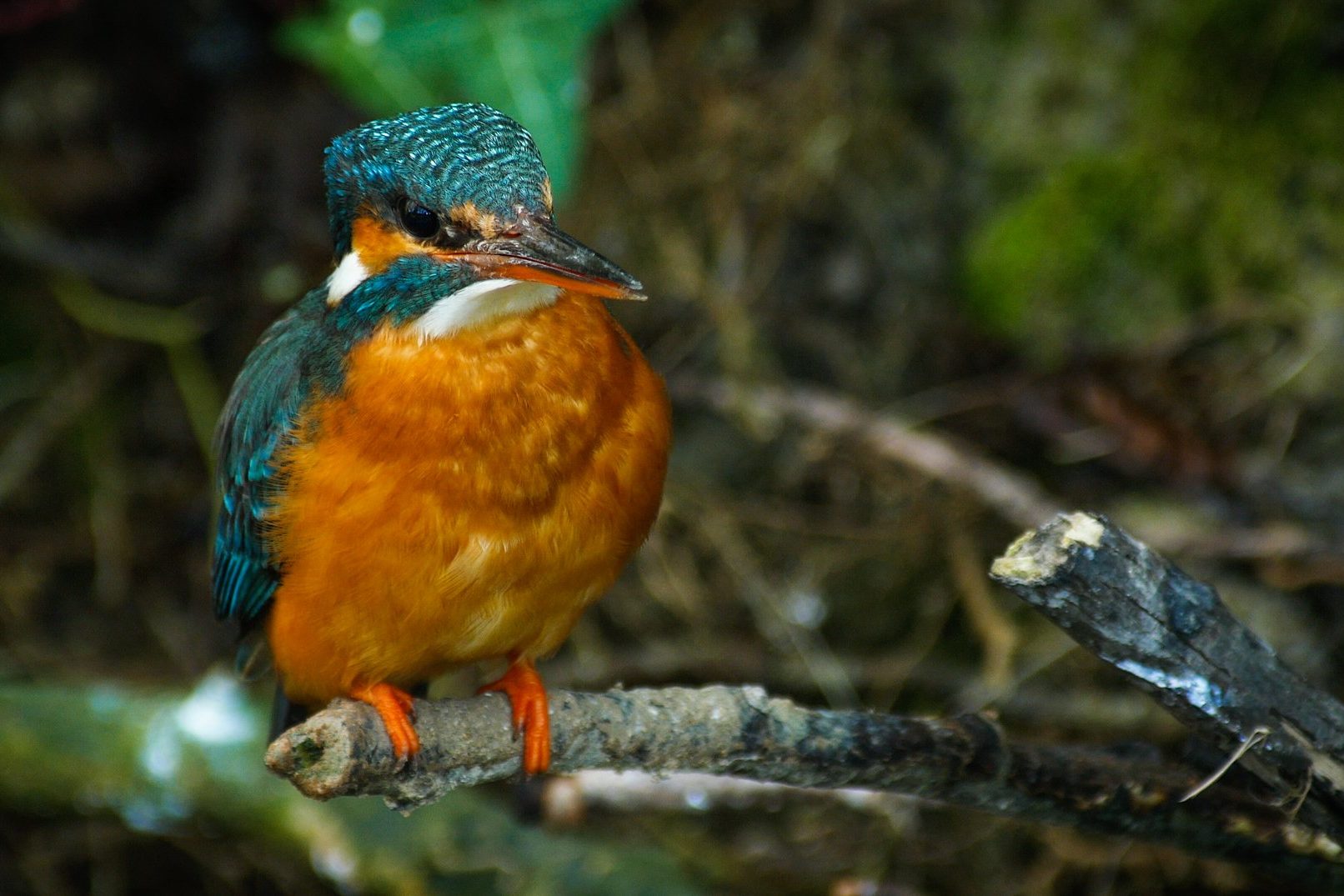 Des rushes pour valoriser la biodiversité des eaux douces-